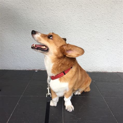 A Corgi Just Became the First Dog From the Philippines to Win at .